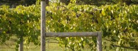 Planning a Wine Tasting Tour along the Monticello Wine Trail