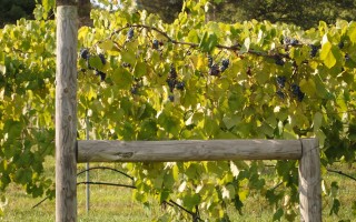 Planning a Wine Tasting Tour along the Monticello Wine Trail