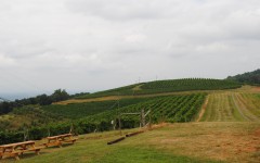 Carter Mountain