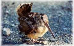 woodcock