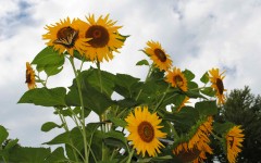 Sunflower growing at our Virginia Bed and Breakfast