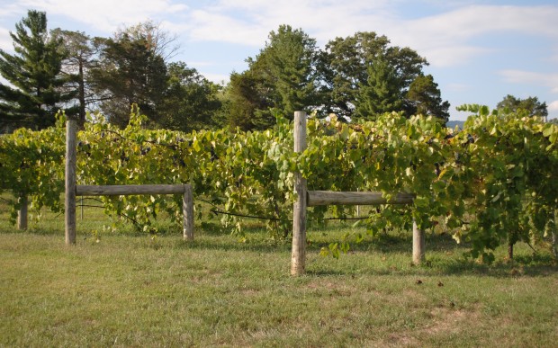Grape Vines at Keswick Vineyard Enjoy the view while on your Central Virginia Wine Tour